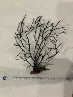 ウミウチワ