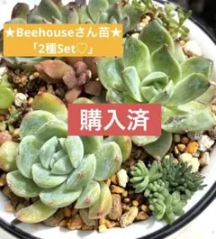✡週末セール❣️❖多肉✫Beehouseさん『2種Set』❊訳ありのサムネイル