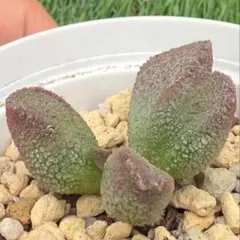 多肉植物（ロウルサンコさん）くまにゃん カット苗④ - メルカリ