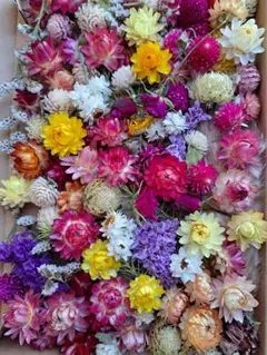 ドライフラワー花材詰め合わせ
