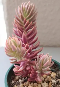 meguhachi様 リクエスト 2点 まとめ商品