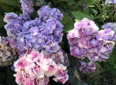 あつもり。様 リクエスト 2点 まとめ商品