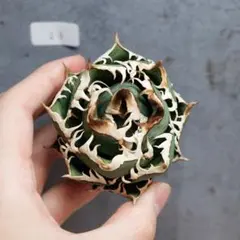 パルパレーパ様 リクエスト 3点 まとめ商品