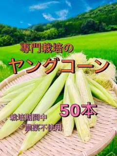 ご注文後に収穫】おおもの ヤングコーン 本 - メルカリ