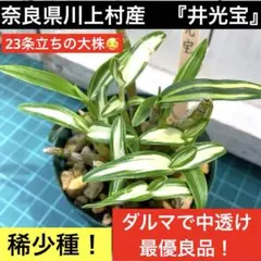 井光宝　セッコク　石斛　長生蘭　山野草　ガーデニング　富貴蘭　フウラン　斑入りのサムネイル