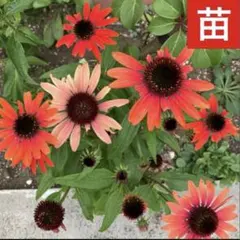 宿根ヒメヒマワリ ブリーディングハーツ 2ポットセット らくらく