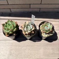 カット苗】多肉植物 韓国苗☆4種セット⑦ - メルカリ