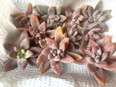 天ちゃん(オーダー休止)様 リクエスト 2点 まとめ商品