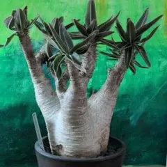 超巨大 パキポディウム バロニー 大株 塊根植物 - メルカリ