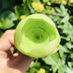 白玉エッグローズ　グリーノビア　多肉植物のサムネイル