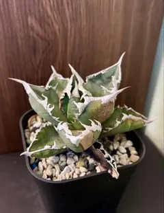 2026年最新】アガベ 狼人の人気アイテム - メルカリ