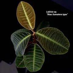 Naturalia et mirabilia Adalgisa Lugli - メルカリ