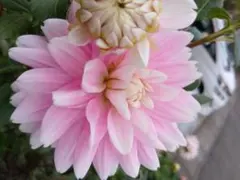 いちご氷 ダリア 球根 ピンク系 華やかな花 いちご氷 ダリア 球根 ピンク系 華やかな花 - メルカリ