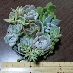 エケベリア寄せ植えセット