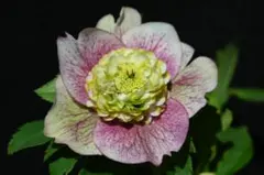 2026年最新】プリマベーラ クリスマスローズの人気アイテム - メルカリ