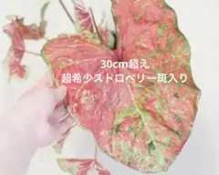 ベゴニア ホワイトアイス バリエガータ 葉4枚 - メルカリ