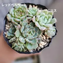 多肉植物 白雪ミセバヤ 抜き苗 根付き こけし - メルカリ