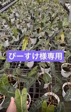 【ぴーすけ様専用】のサムネイル