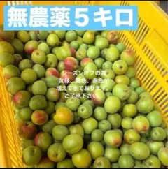 徳島県 神山町産新鮮梅です 5月末頃発送予定です 予約受付中‼️ - メルカリ
