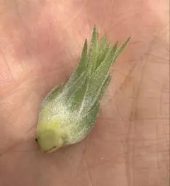 訳あり）Tillandsia 'Red Robin'(レッドロビン)TF子株 - メルカリ
