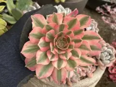 2026年最新】アエオニウム群生の人気アイテム - メルカリ