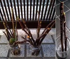 2026年最新】いちじく 挿し木の人気アイテム - メルカリ