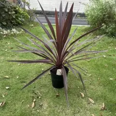 ③株SET‼️ 1番大人気 コルジリネ レッドスター 送料込み 大きなTYPE ③株SET‼️【1番大人気 コルジリネ レッドスター 大きなTYPE