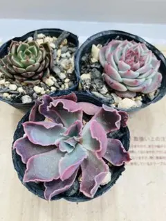 多肉植物 ハオルチア 秋祭りオブツーサ錦 糊斑 透明窓 - メルカリ