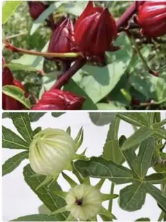 ⭐︎ローゼル タネ 赤と白　合わせて100粒以上⭐︎栽培中の農薬未使用のサムネイル