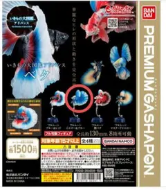 いきもの大図鑑アドバンス　ベタ　フルムーン　イエロー＆ブルー