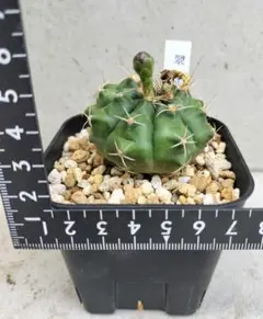 黒刺マクドガリー 自根 自家繁殖苗 サボテン 多肉植物 - メルカリ