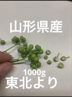 奈良県産 実山椒 1kg 産地直送 - メルカリ