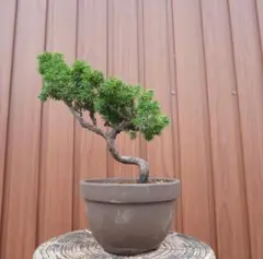 【流麗模様木・舎利芸】杜松（トショウ）盆栽 樹高20cm×横幅22cm 流麗模様木・舎利芸】杜松（トショウ）盆栽 樹高20cm×横幅22cm - メルカリ