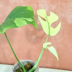 2026年最新】ラフィドフォラ テトラスペルマ斑入りの人気アイテム