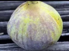 abc様 リクエスト 3点 まとめ商品