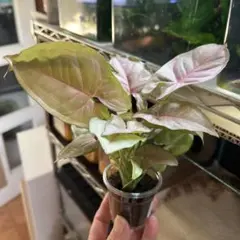 ① シンゴニウム　ネオン　土植え　観葉植物