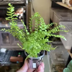 ③ ネフロレピス　ダフィー　土植え　観葉植物　シダ