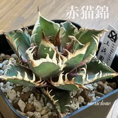 2025年最新】赤猫 アガベの人気アイテム - メルカリ