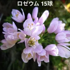 トニー様 リクエスト 3点 まとめ商品