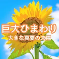 【お花の種】巨大ひまわり☆向日葵 種子 10g 約80粒！