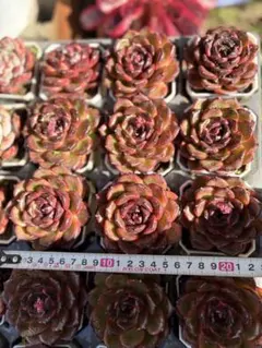 多肉植物　アイスランド コーヒー　1株　注文ページ