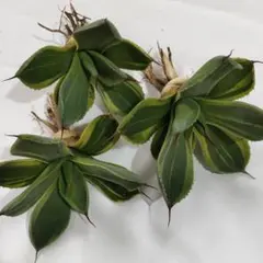 し*う様 924.多肉植物アガベ パリー トランカータ ライムストリーク　アイスのサムネイル