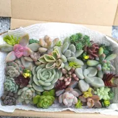 多肉植物 寄植えセット カット苗【ネコポス発送】