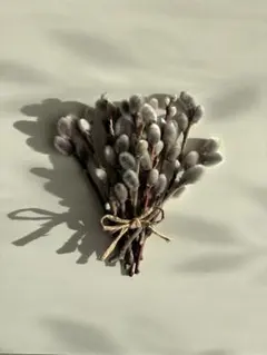 ふわふわ可愛い ネコヤナギ 黒芽柳 12本前後 約15cm ドライフラワー 花材