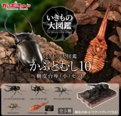 いきもの大図鑑 かぶとむし10 ガシャポンオンライン版 樹皮台座(小)セット