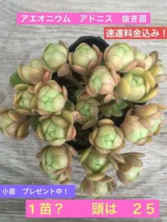 センペルビウム アラクノイデウム 錦 斑入り 超レア - メルカリ
