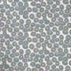 ✿　リバティ　ザンジーサンビーム　110×33ｃｍ　23ＢＬ　グレー②　はぎれ