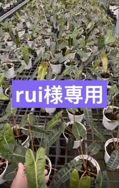 【rui様専用】のサムネイル