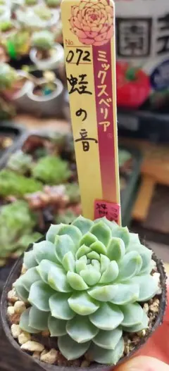札付❤️ピーチック❤️おらいさん苗 ミックスベリア 多肉植物 抜き苗