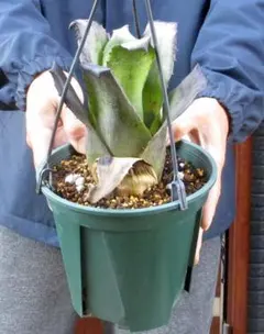 2025年最新】レオポルドホルスティの人気アイテム - メルカリ